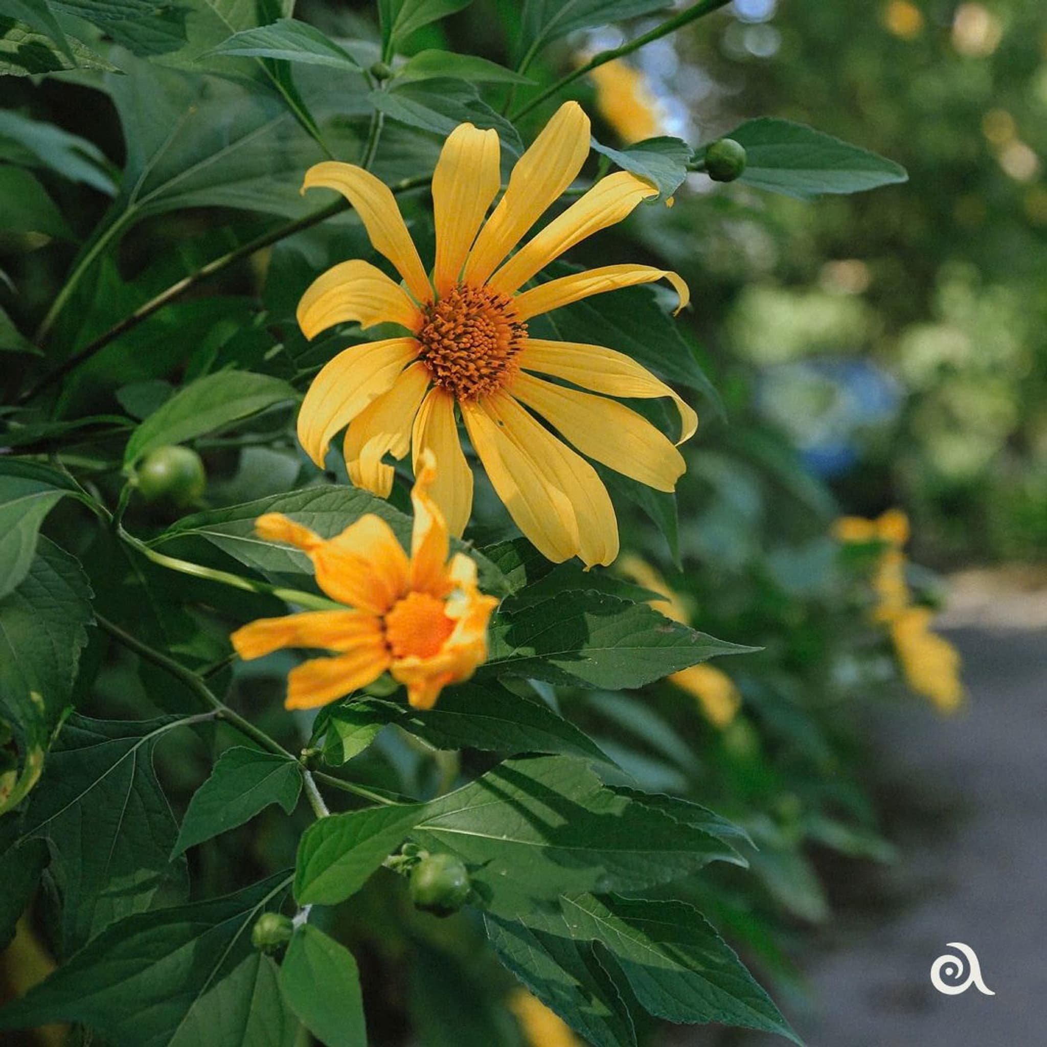 Logo placement-2.jpg